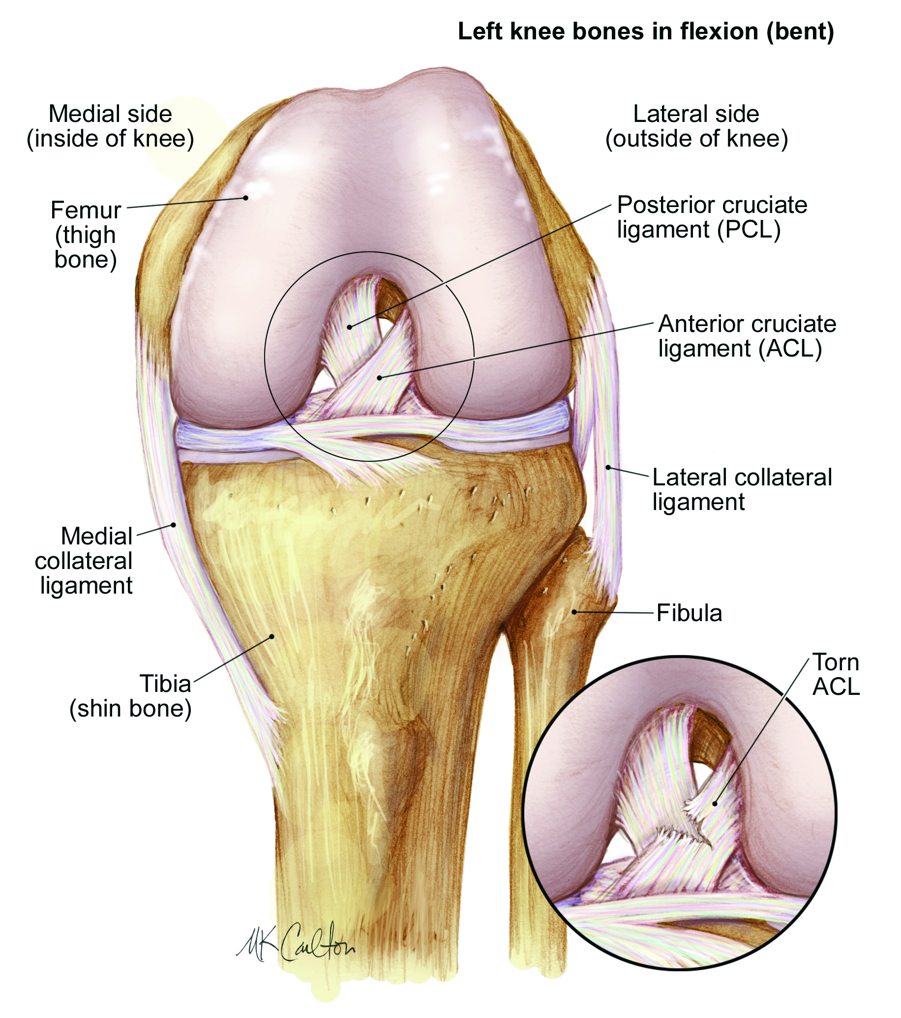 Knee ligaments and bones
