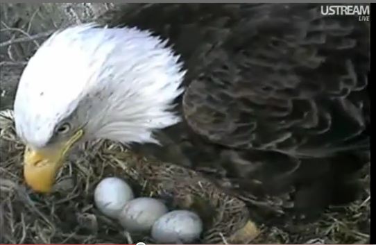 Decorah Eagle with eggs